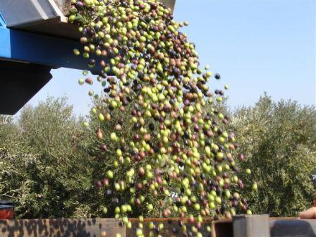 בוצרת זיתים